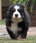 Bella bernese